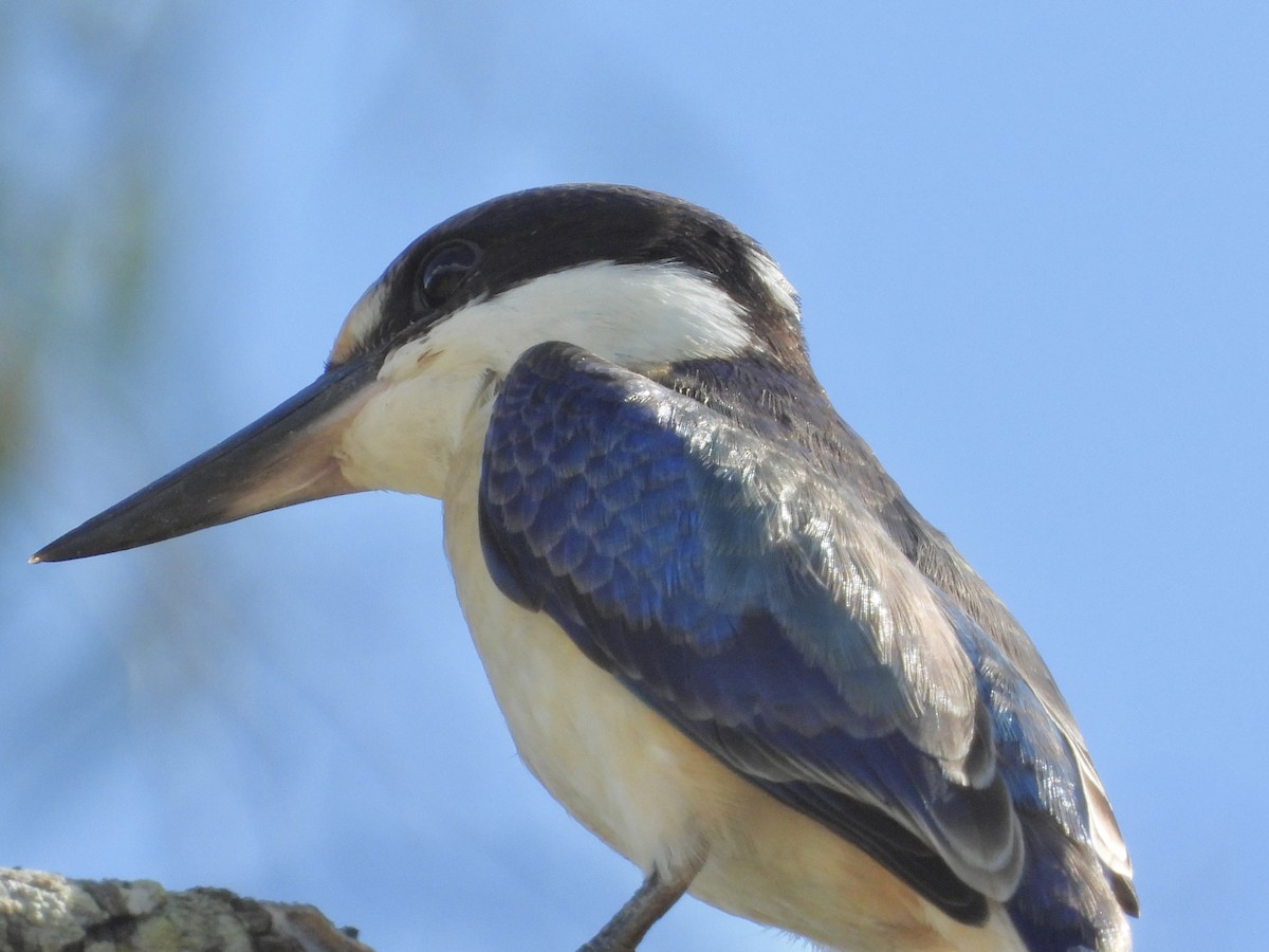 Forest Kingfisher - ML615643080