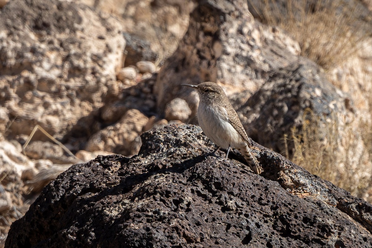 Rock Wren - ML615643293