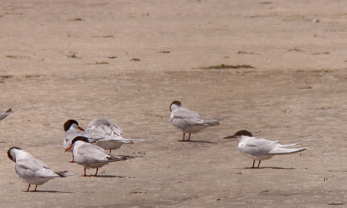 Roseate Tern - Shai Mitra