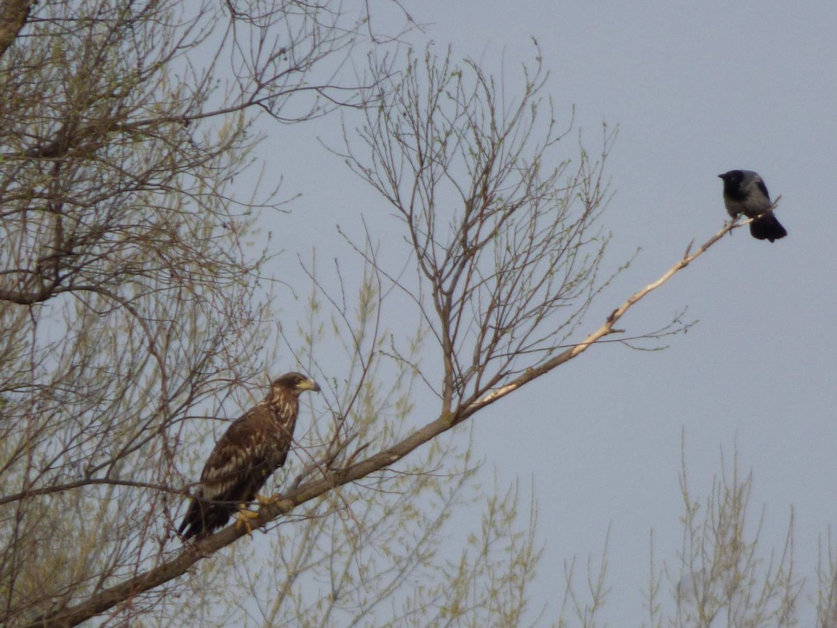 White-tailed Eagle - ML615643332