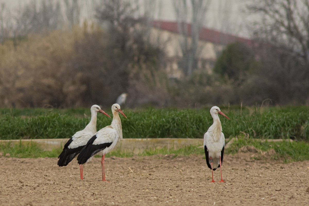 White Stork - Javier Ruiz Alba