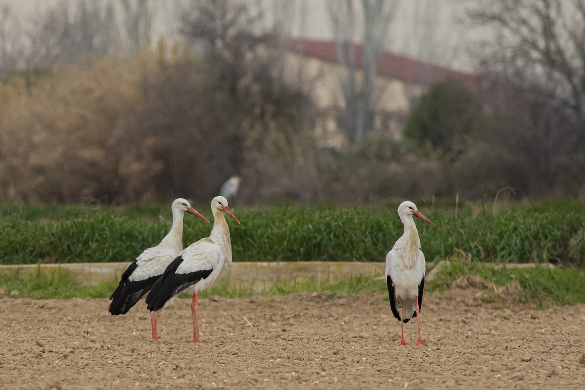 Cigogne blanche - ML615643337