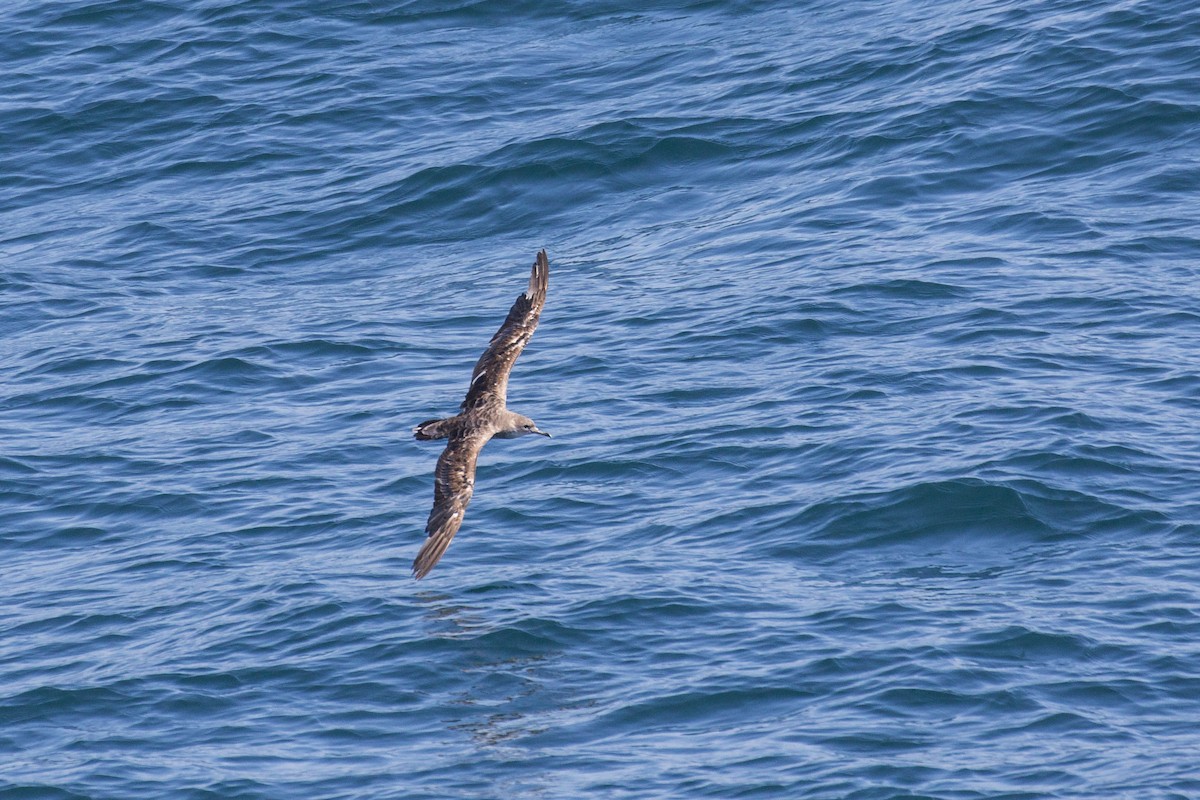 Cape Verde Shearwater - Simon Lane