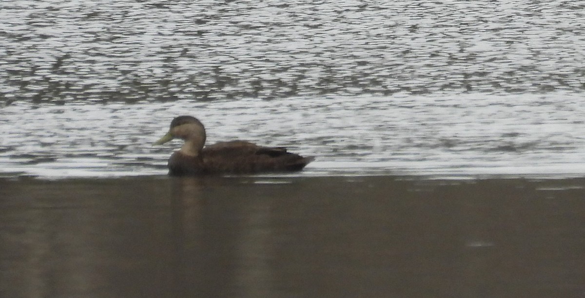 American Black Duck - ML615643398