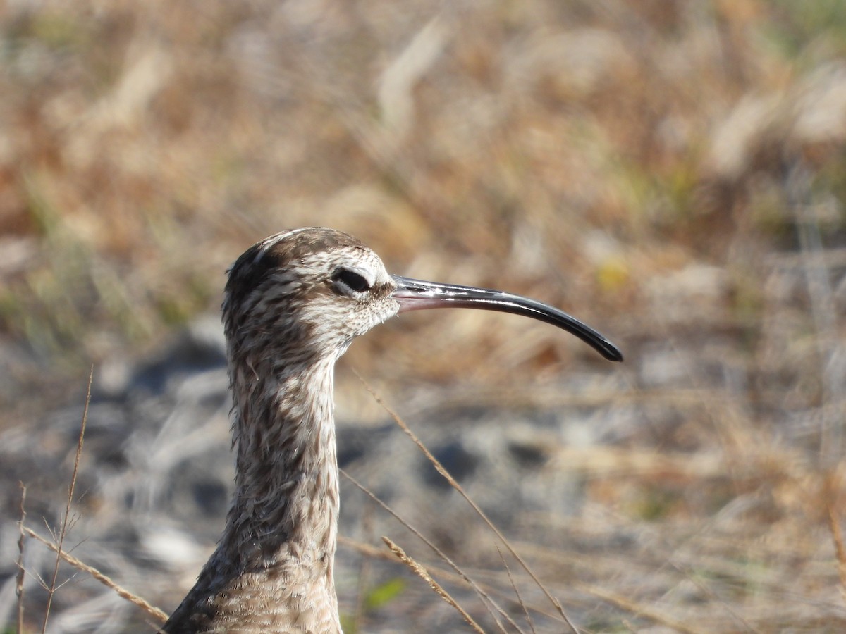 Whimbrel - ML615643450