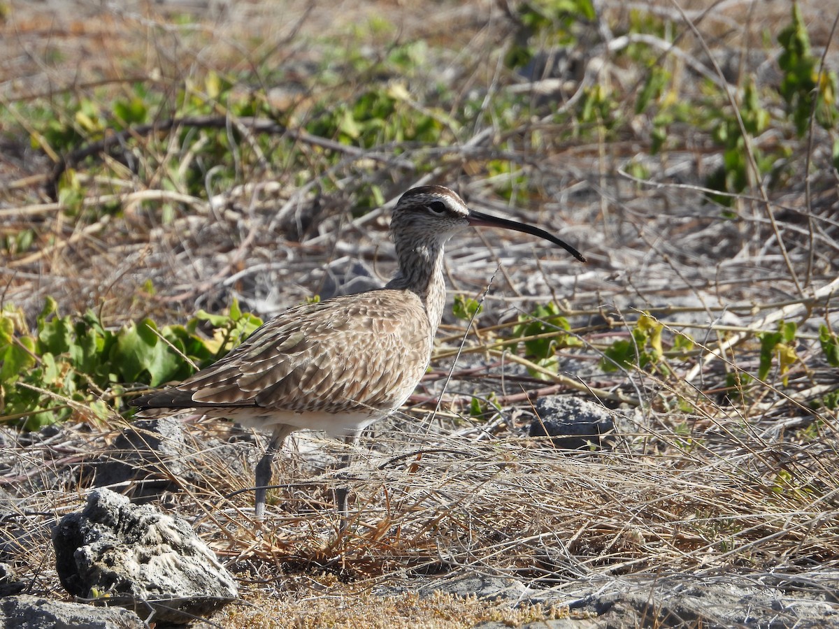 Regenbrachvogel - ML615643452