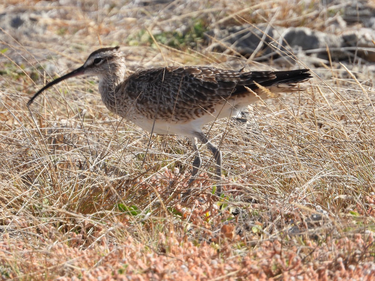 Regenbrachvogel - ML615643454