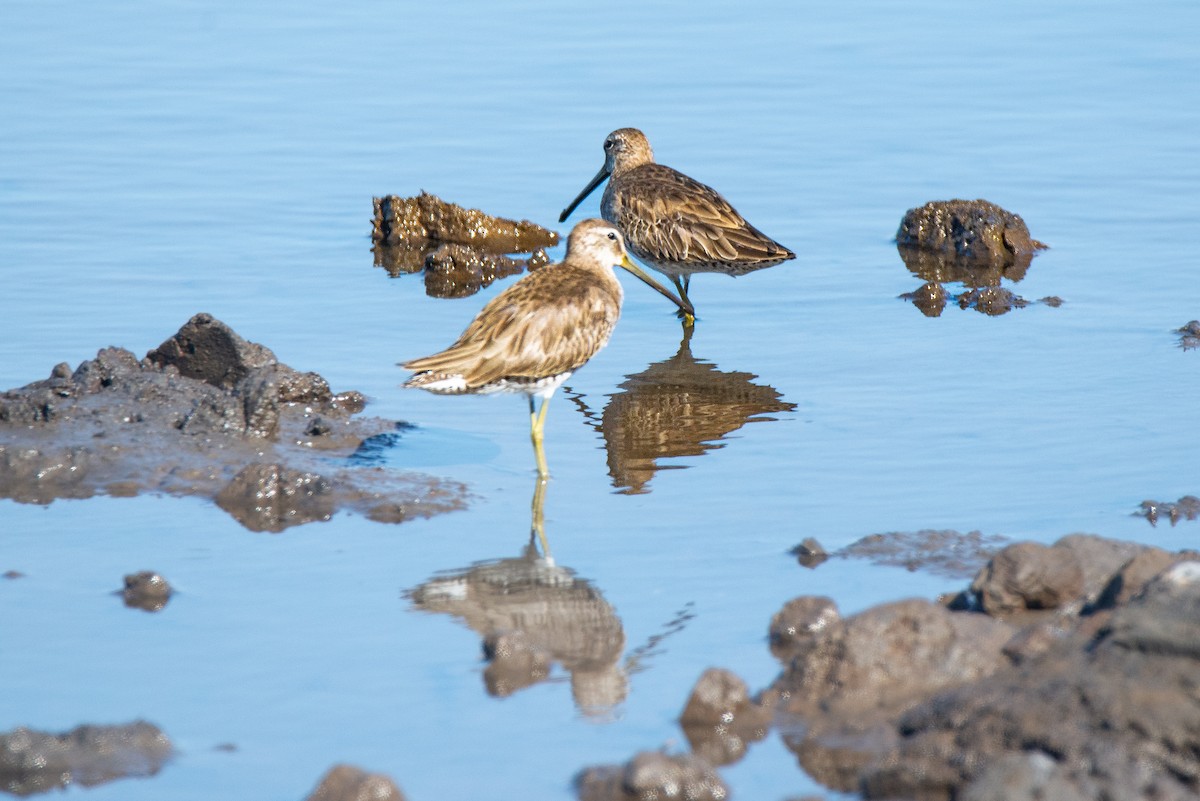 Short-billed Dowitcher - ML615643517