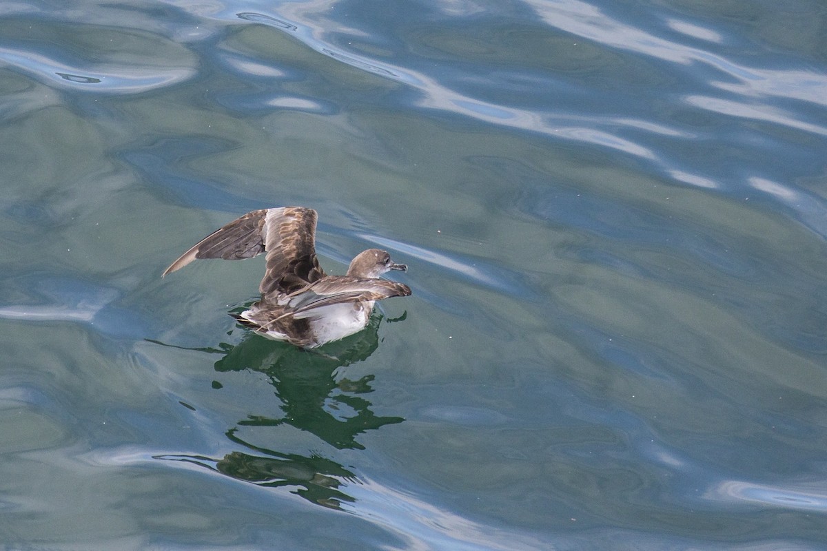 Cape Verde Shearwater - Simon Lane