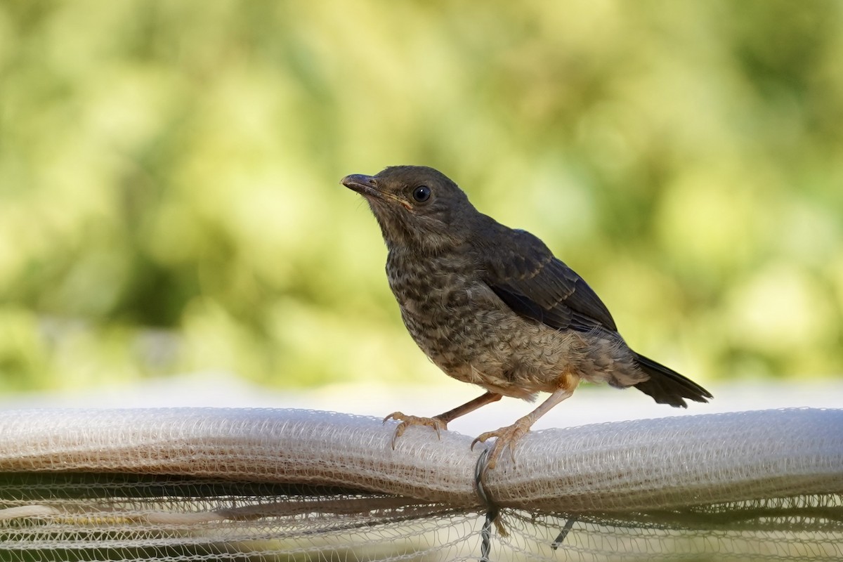 Karoo Thrush - Daniel Winzeler