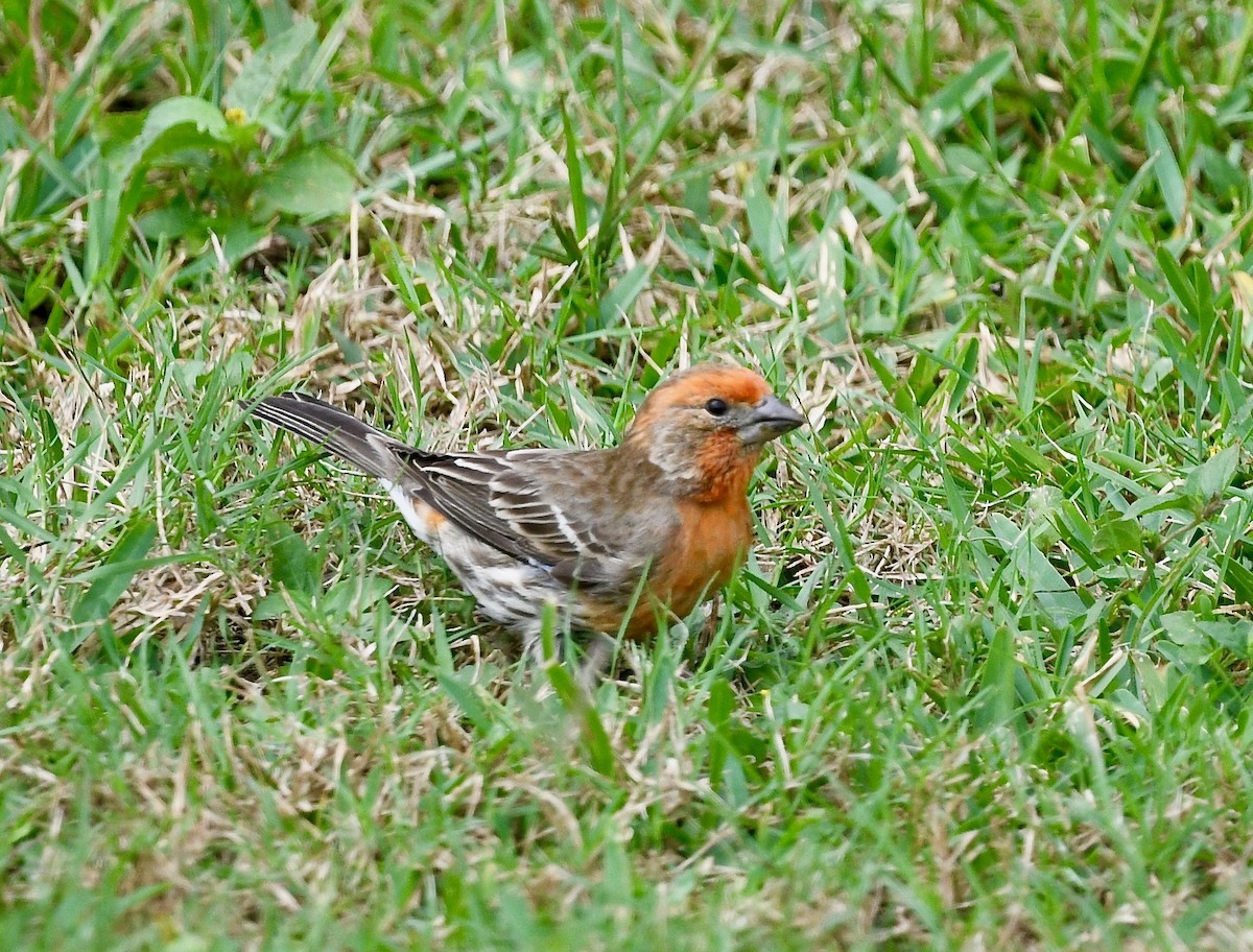 House Finch - ML615643633