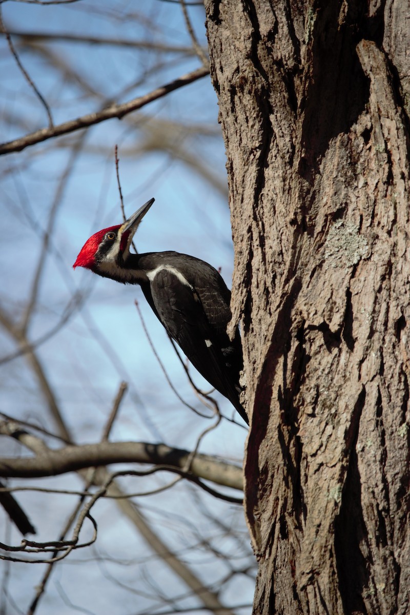 Pileated Woodpecker - ML615643640