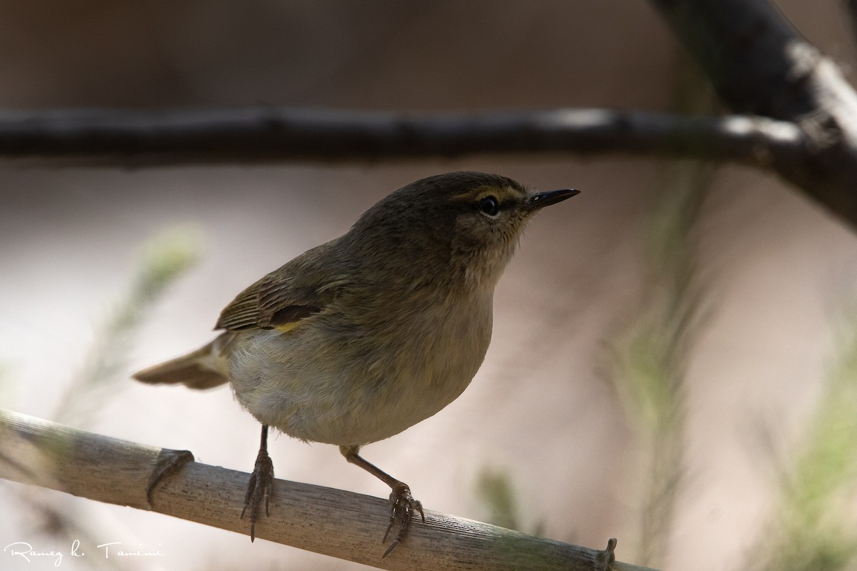 Mosquitero Común - ML615643748