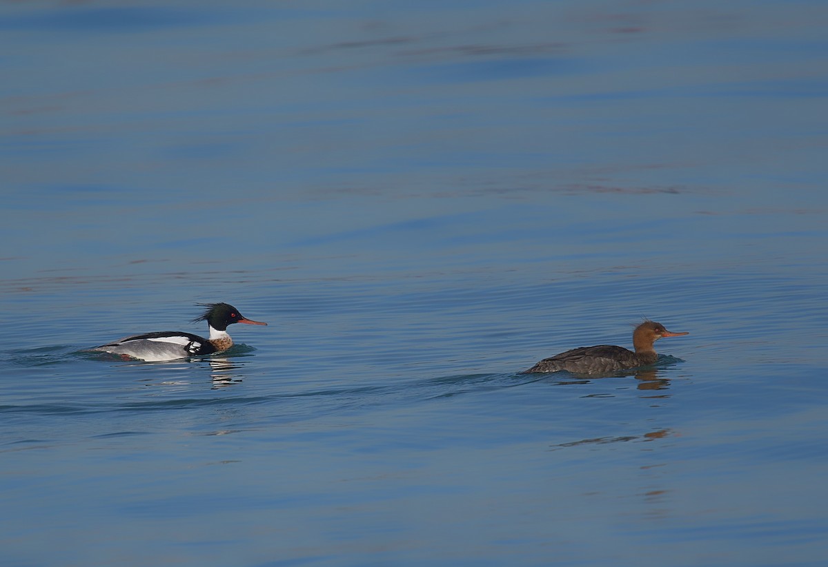 Red-breasted Merganser - Osvaldo Araya