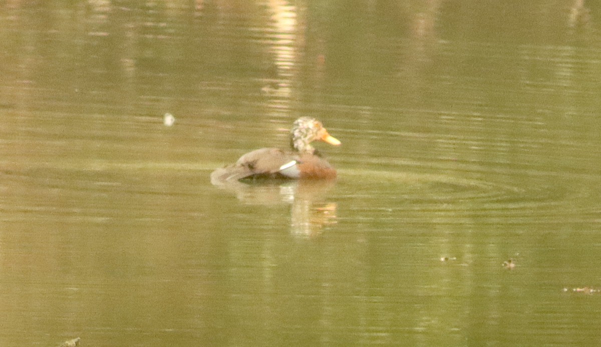 White-winged Duck - ML615643789