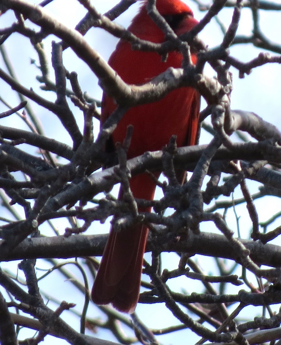 Cardinal rouge - ML615643802