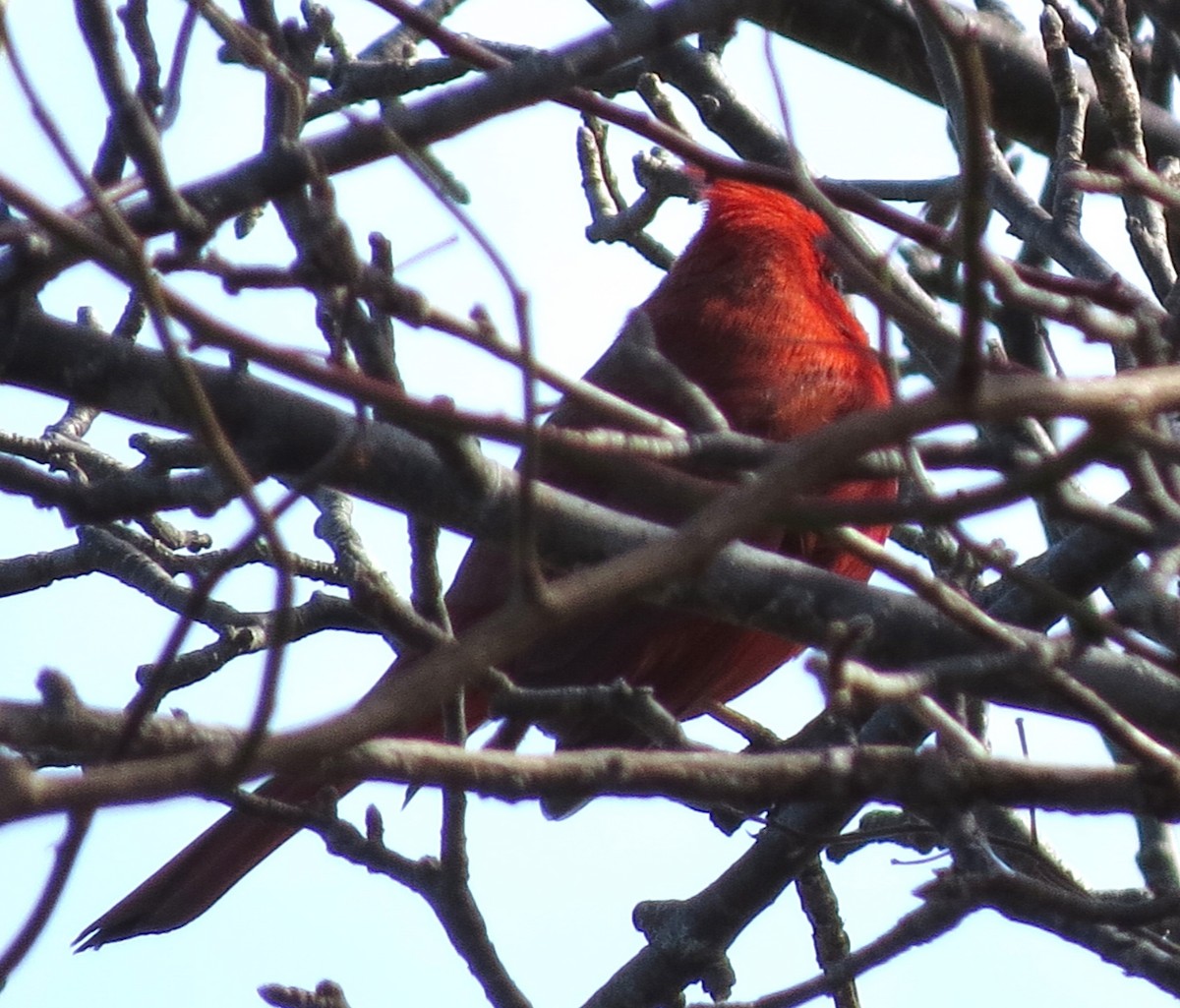 Cardinal rouge - ML615643809