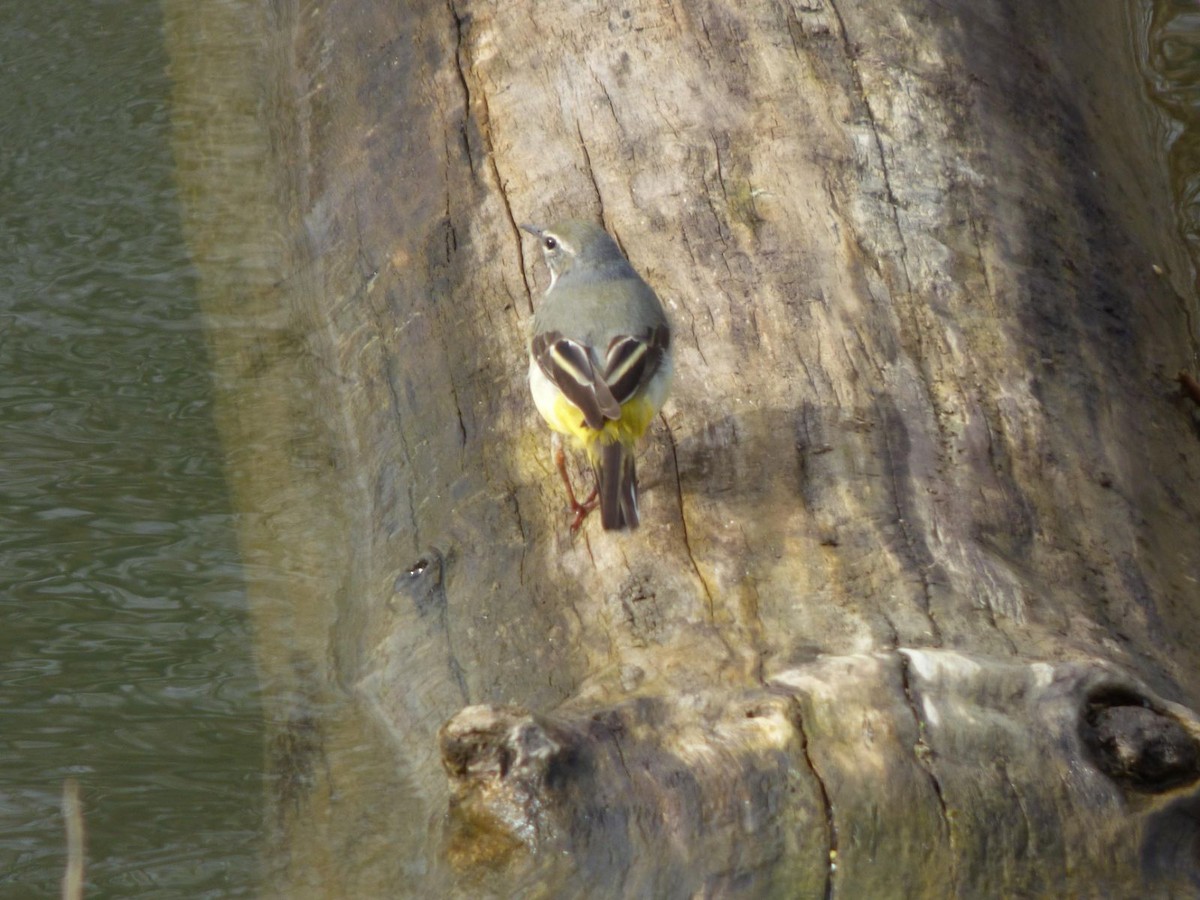 Gray Wagtail - ML615643827