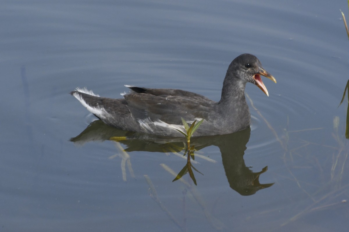 Common Gallinule - ML615643829