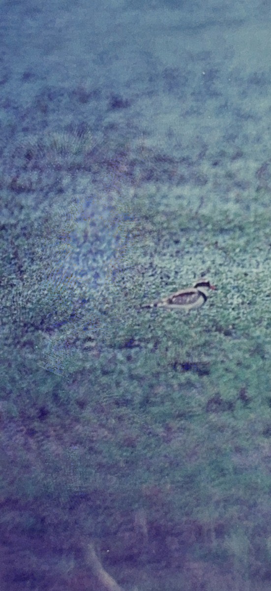 Black-fronted Dotterel - ML615643865