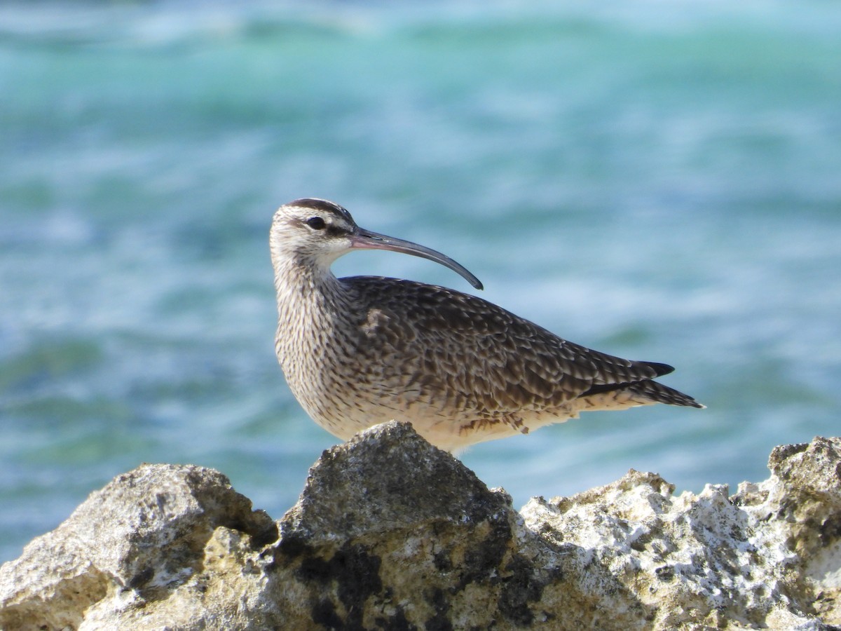 Regenbrachvogel - ML615643873