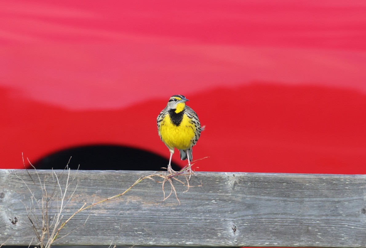 Eastern Meadowlark - Kevin Sarsfield