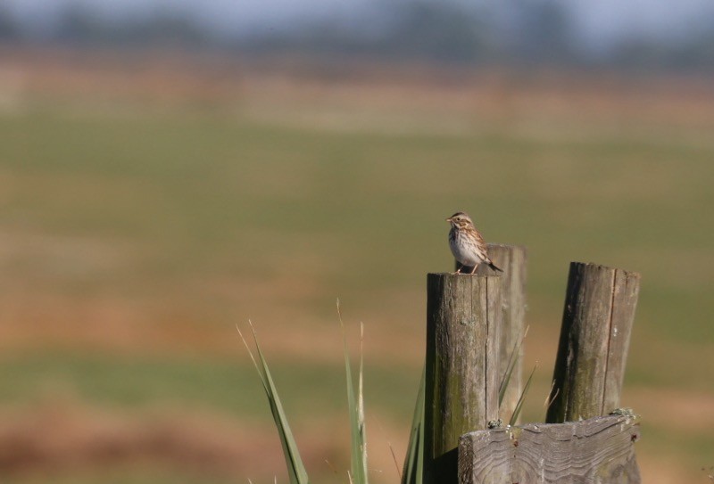 Savannah Sparrow - Kevin Sarsfield