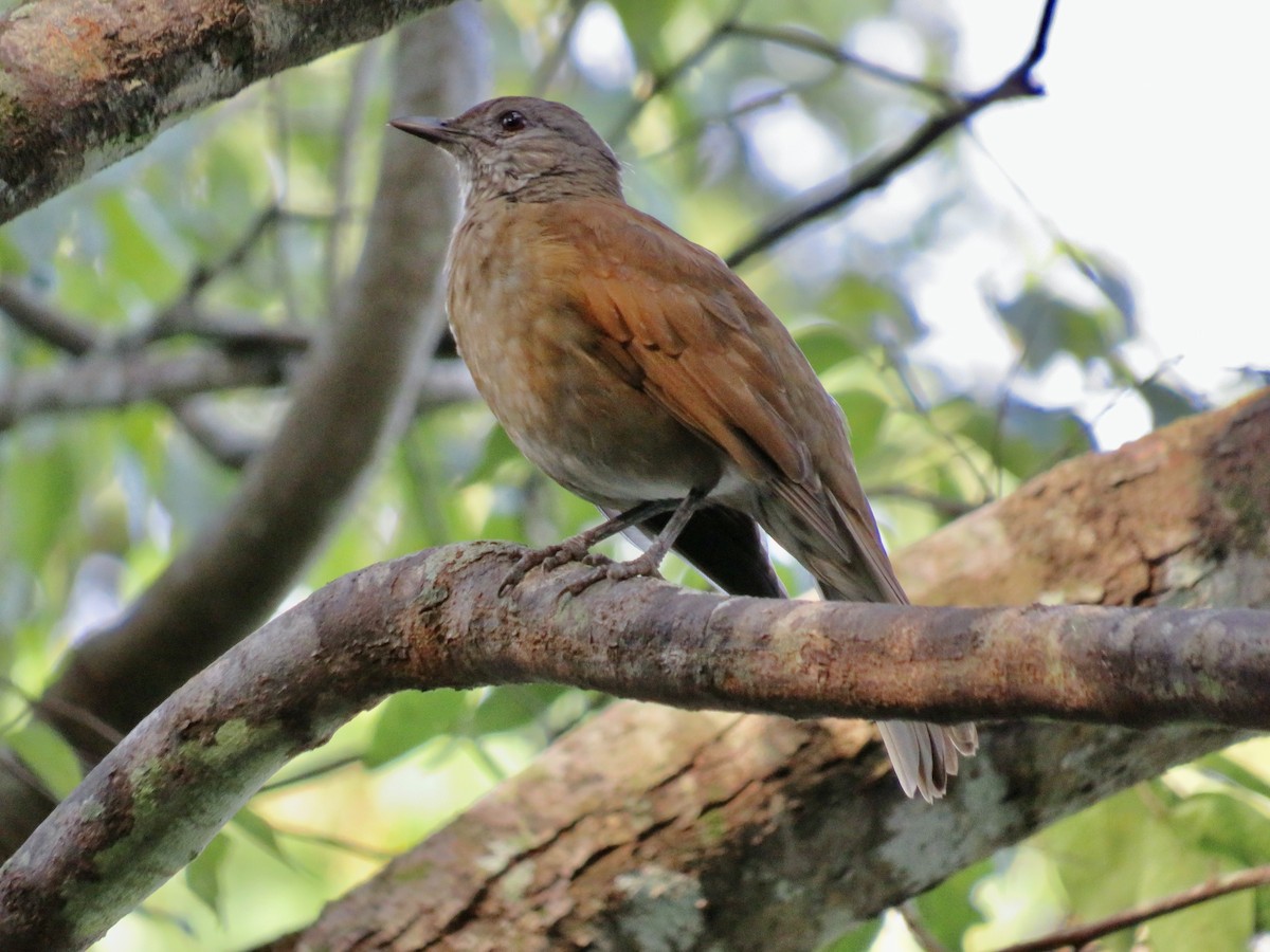 Pale-breasted Thrush - Sally Bergquist