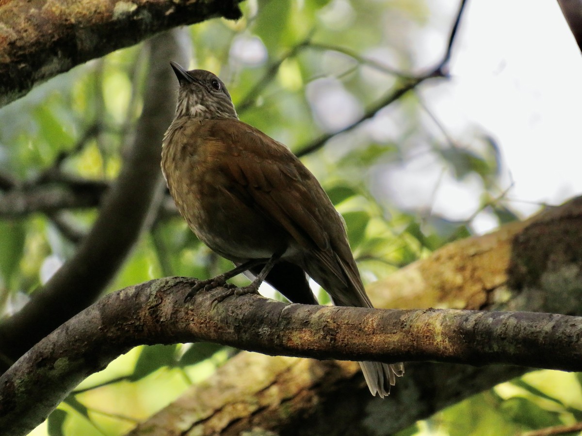 Pale-breasted Thrush - Sally Bergquist