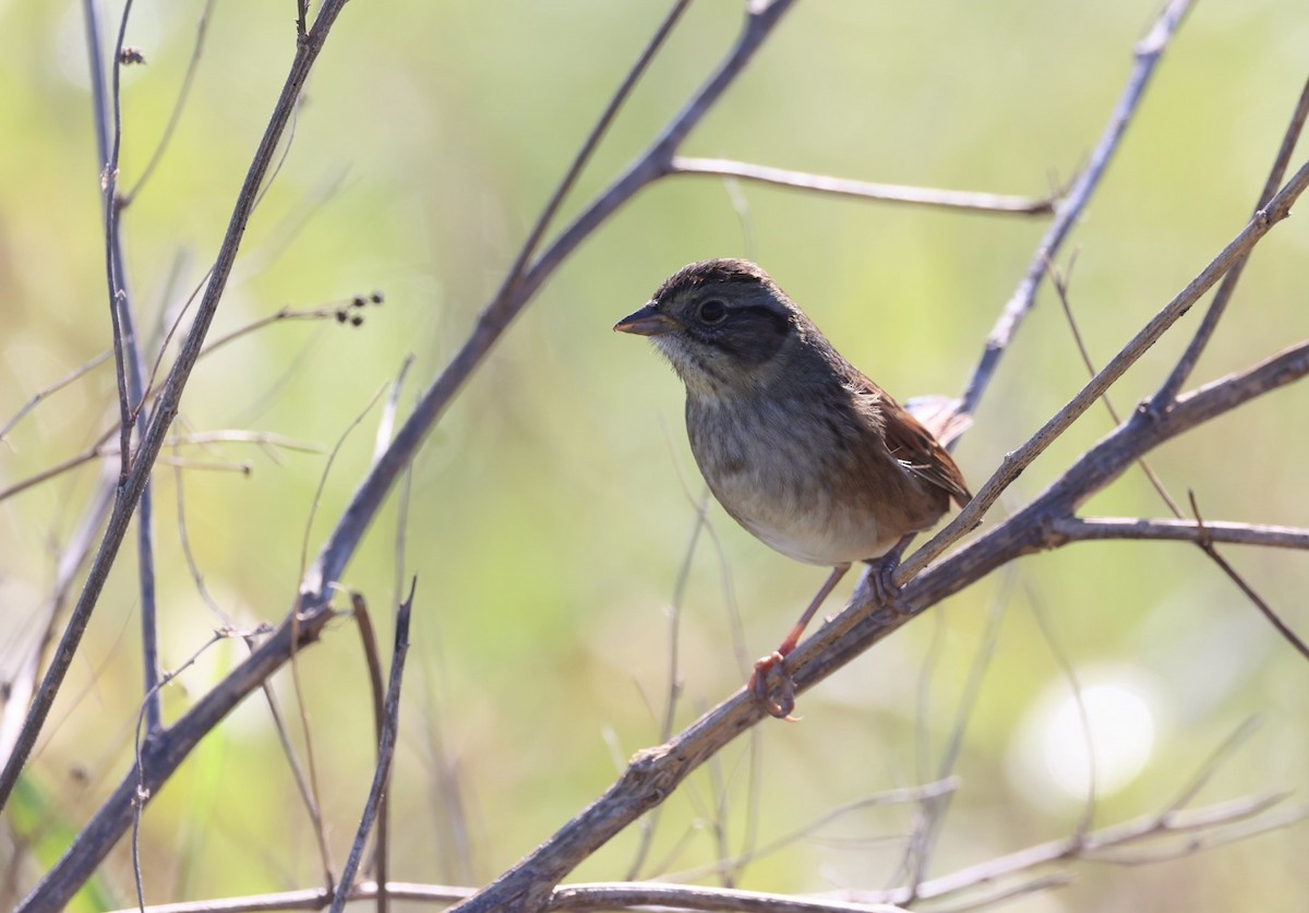 Swamp Sparrow - Kevin Sarsfield