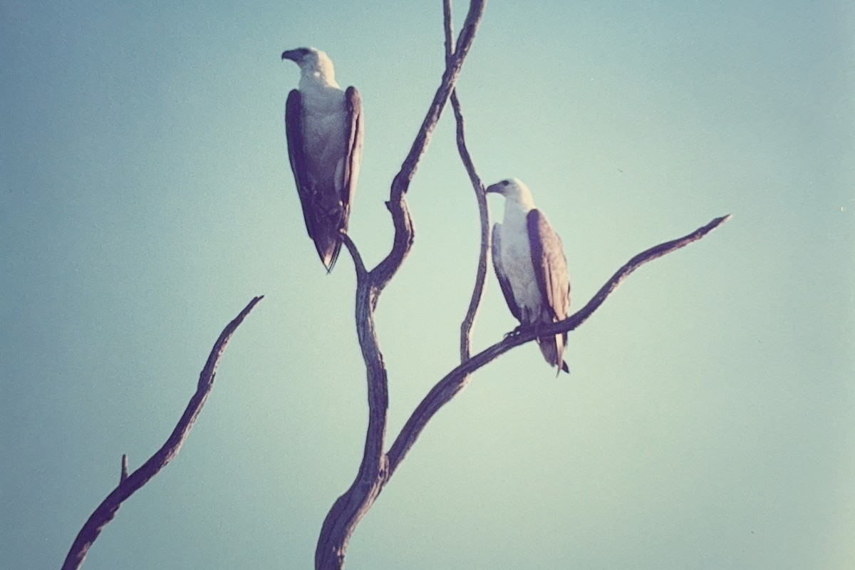 White-bellied Sea-Eagle - ML615644000