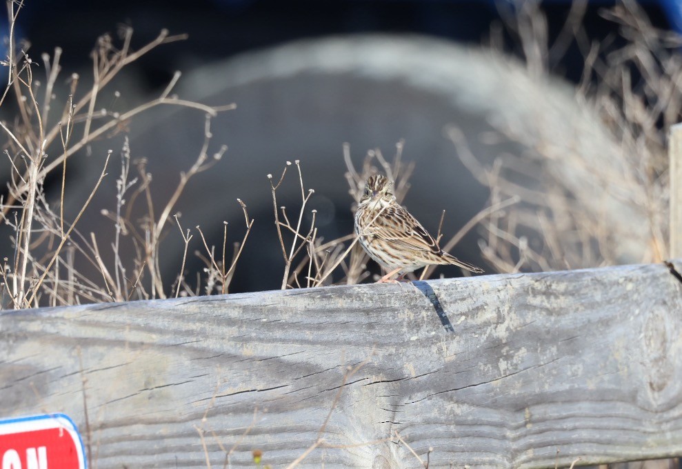 Savannah Sparrow - Kevin Sarsfield