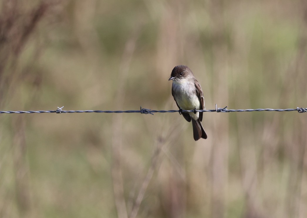 Eastern Phoebe - Kevin Sarsfield