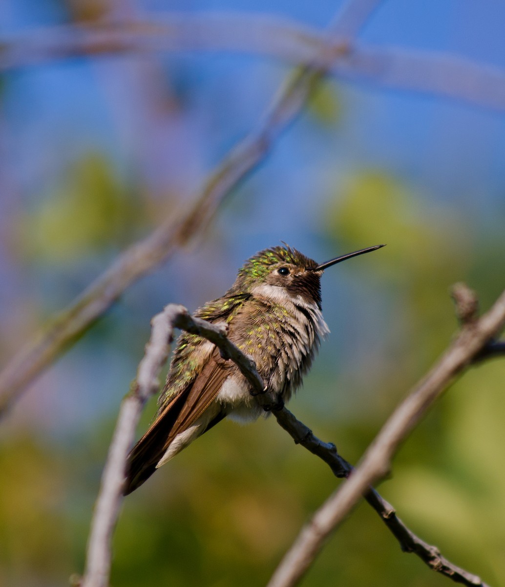 Colibri à queue large - ML615644052