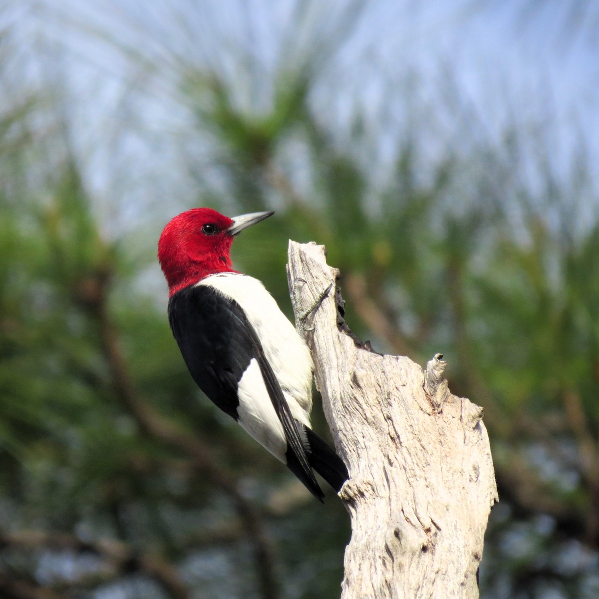 Red-headed Woodpecker - Herb Myers