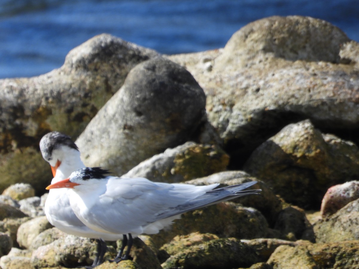 Royal Tern - ML615644079