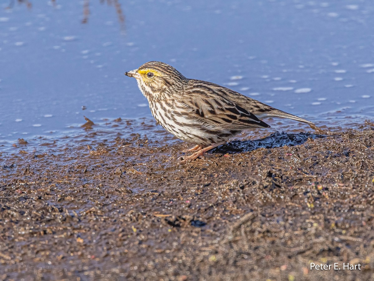 Savannah Sparrow - ML615644164