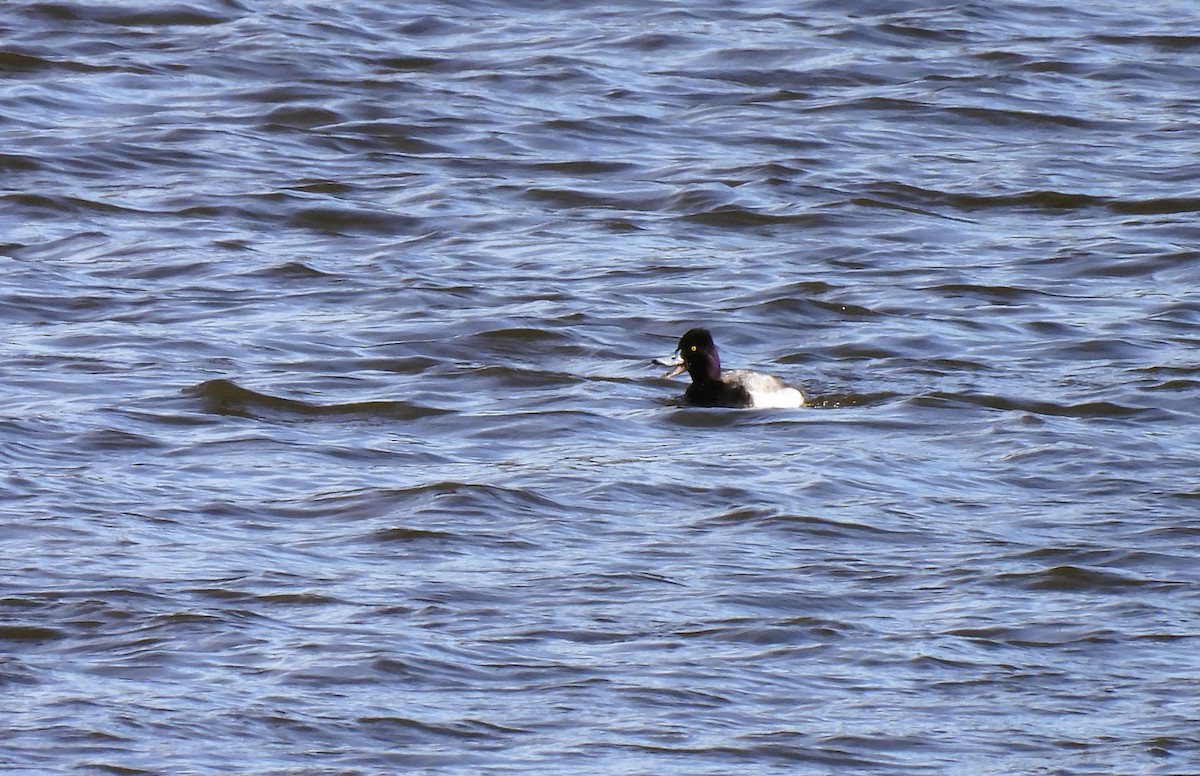 Ring-necked Duck - Cheryl Ring