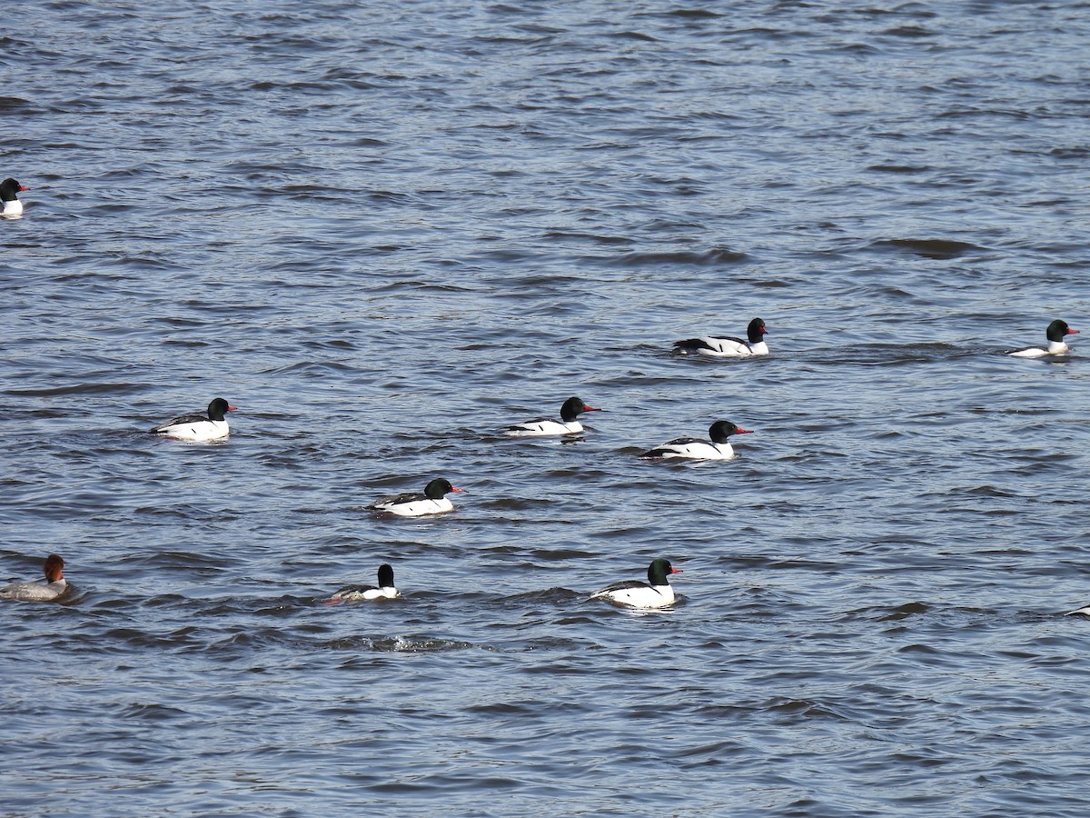 Common Merganser - ML615644187