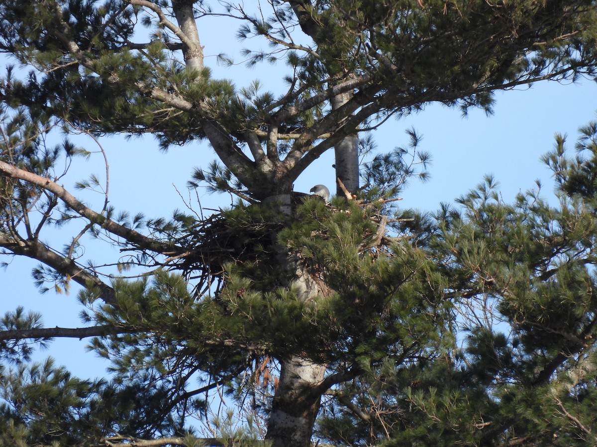 Bald Eagle - ML615644206