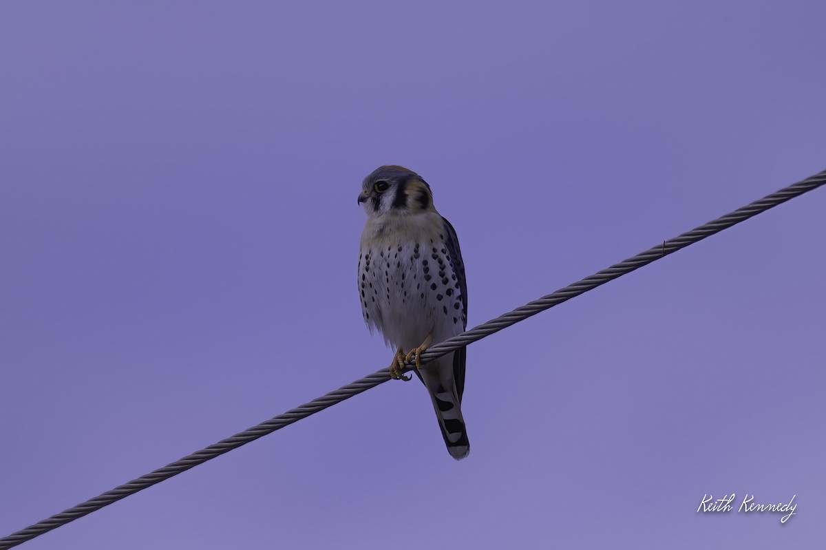 American Kestrel - ML615644238