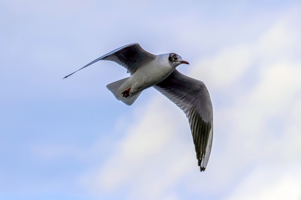 Mouette rieuse - ML615644244