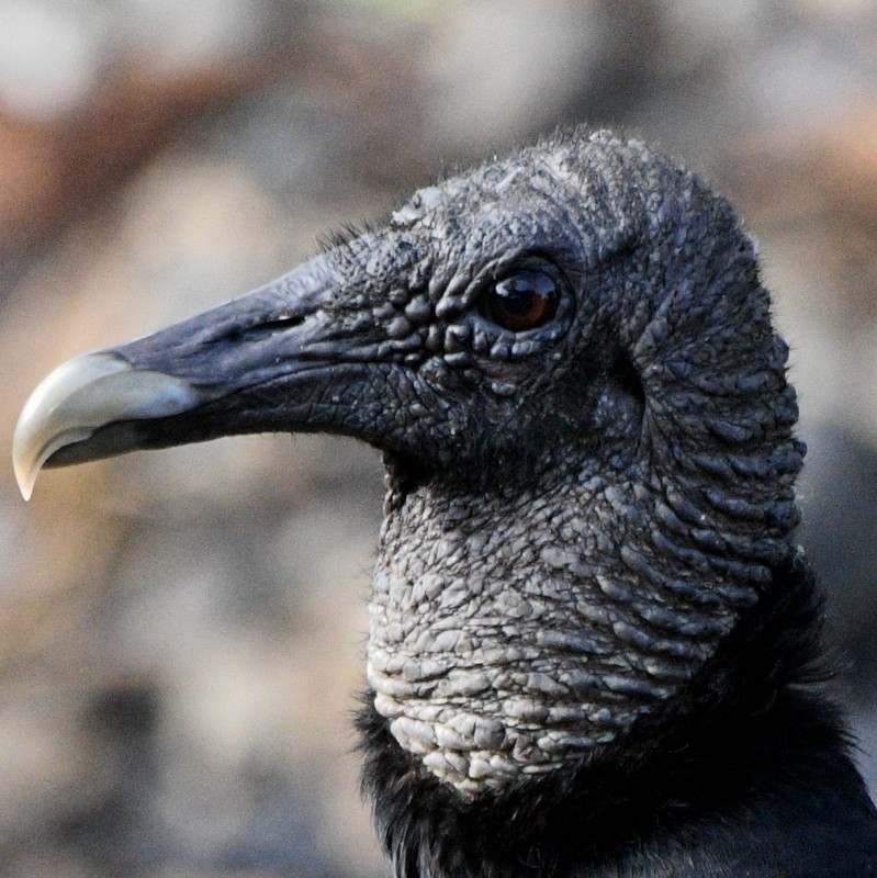 Black Vulture - Jos Simons