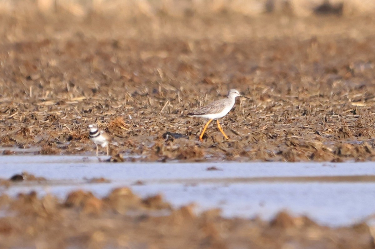 Lesser Yellowlegs - ML615644277