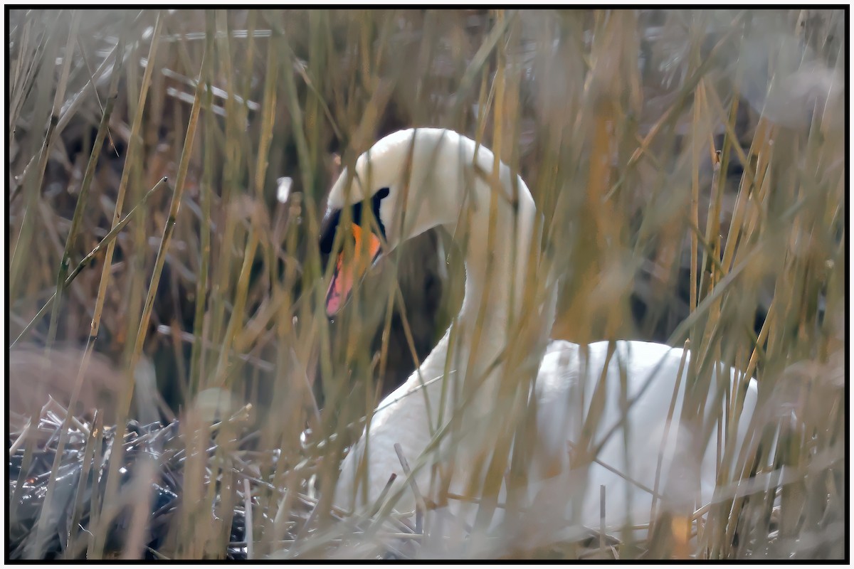 Cygne tuberculé - ML615644282