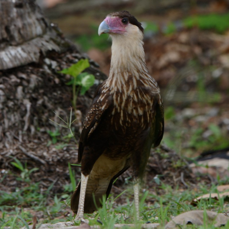 Crested Caracara - Jos Simons