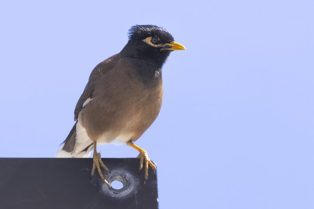 Common Myna - ML615644331