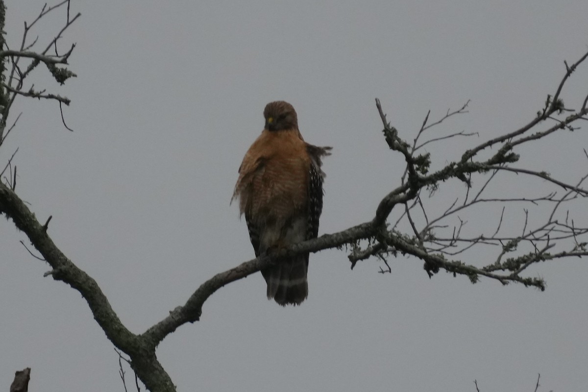 Red-shouldered Hawk - ML615644333