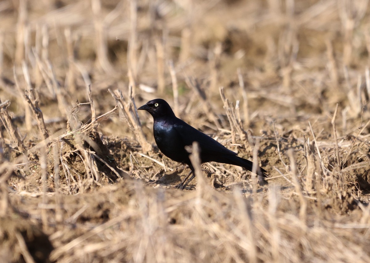 Brewer's Blackbird - ML615644351