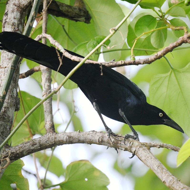 Great-tailed Grackle - Jos Simons